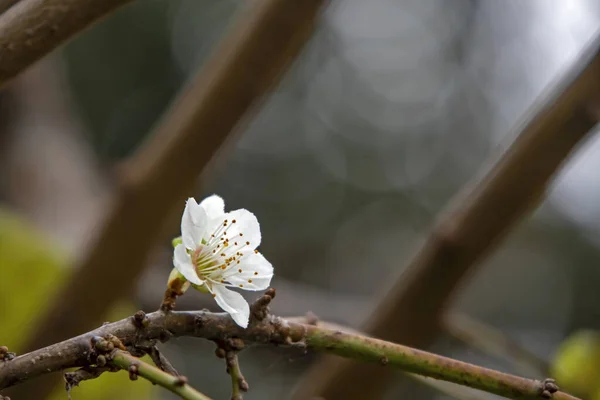 Vårblommor Träd Vintersäsongen — Stockfoto