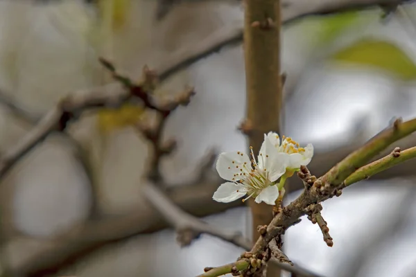 冬は木の上の春の花 — ストック写真