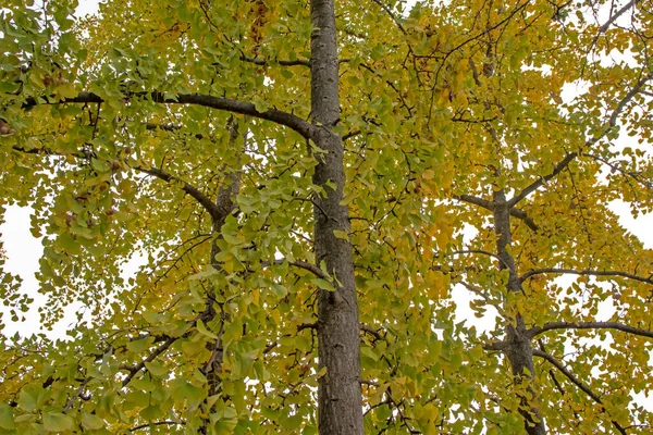 Sonbahar Yaprakları Ormanda Doğada — Stok fotoğraf