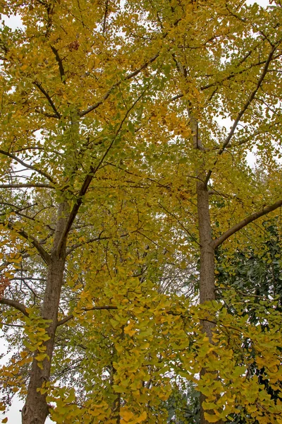 Feuilles Automne Dans Forêt Dans Nature — Photo