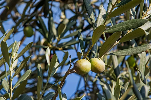 Oliven Mit Olivenbaum Und Grünen Blättern — Stockfoto