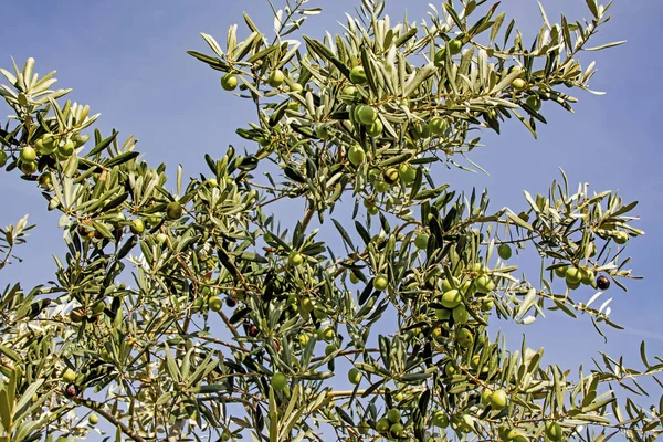 オリーブの木と緑の葉 — ストック写真
