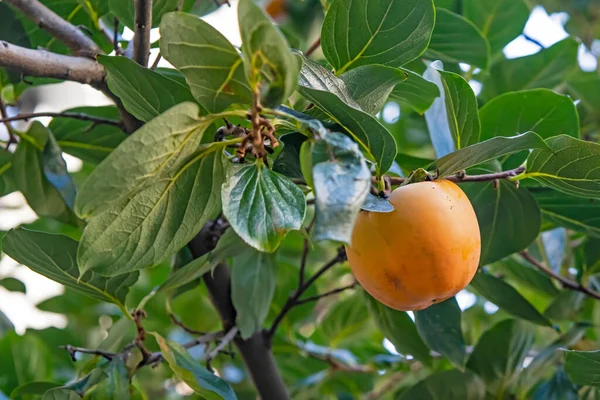 Persimmon Árvore Frutas Com Folhas Verdes — Fotografia de Stock