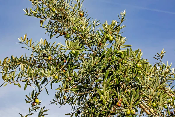 Oliven Mit Olivenbaum Und Grünen Blättern — Stockfoto