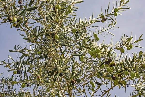 Oliven Mit Olivenbaum Und Grünen Blättern — Stockfoto