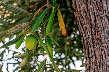 Zeytin ağacı ve yeşil yapraklı.