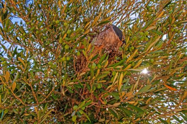 Zeytin ağacı ve yeşil yapraklı.