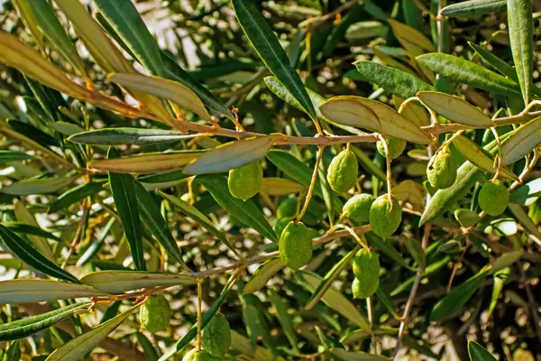 Azeitonas Com Oliveira Folhas Verdes — Fotografia de Stock