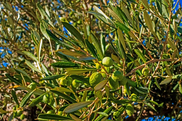 Oliven Mit Olivenbaum Und Grünen Blättern — Stockfoto