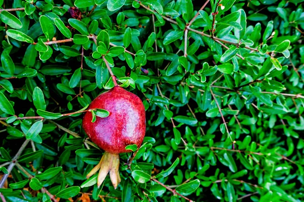 pomegranate tree and pomegranate fruits with green leaves
