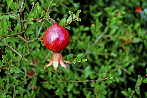 Pomegranate Tree Pomegranate Fruits Green Leaves — Stock Photo, Image