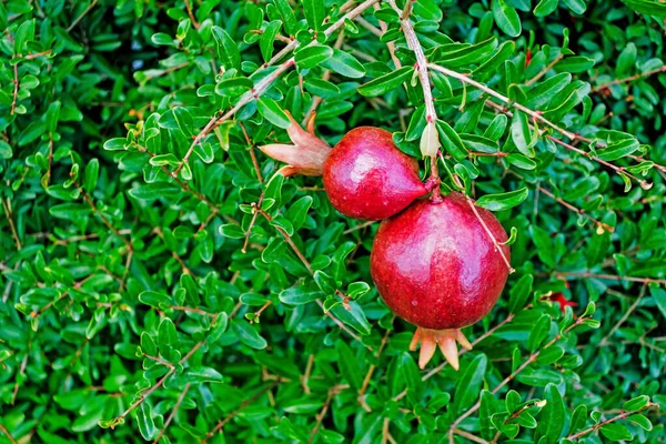 Granatapfelbaum Und Granatapfelfrüchte Mit Grünen Blättern — Stockfoto