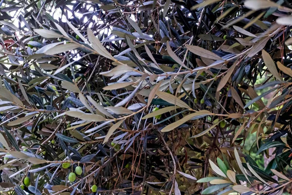 Оливки Оливковым Деревом Зелеными Листьями — стоковое фото