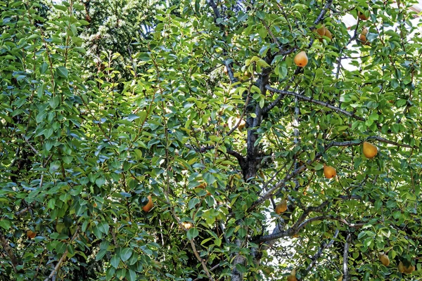 Körtefa Érett Gyümölcsök Zöld Levelekkel — Stock Fotó