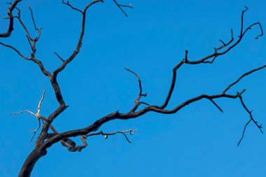 Kış mevsiminde mavi bir gökyüzü dallanır