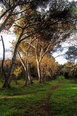 Orman ve doğal güzellik Kış mevsiminde
