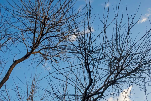 Kış Mevsiminde Mavi Bir Gökyüzü Dallanır — Stok fotoğraf