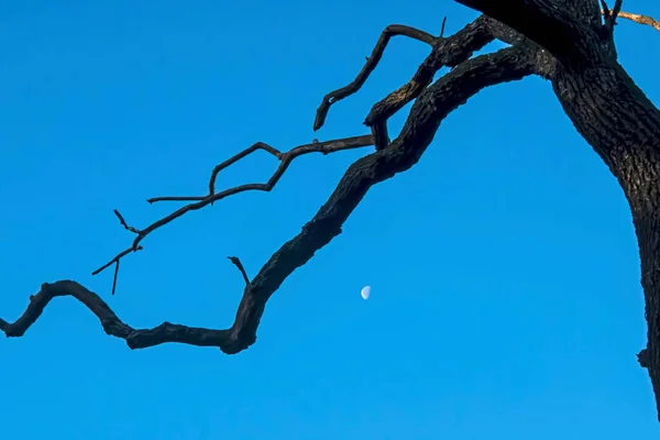 Las Ramas Cielo Azul Temporada Invernal — Foto de Stock