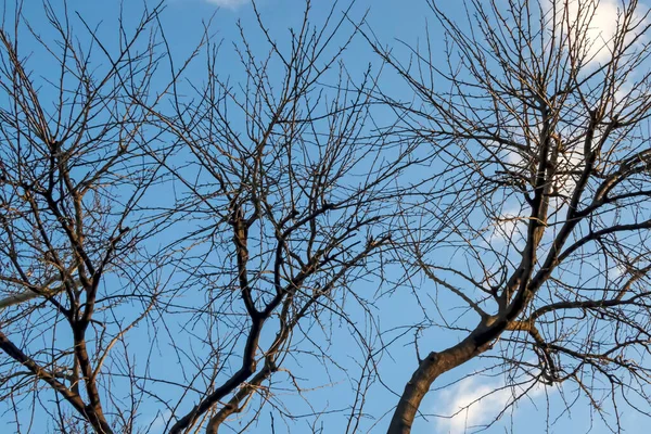 Takken Een Blauwe Lucht Het Winterseizoen — Stockfoto