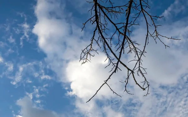 겨울철 하늘을 파랗게 뒤덮은 가지들 — 스톡 사진