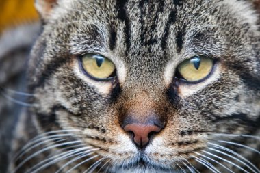 Doğadaki kedinin yakın portresi