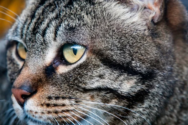 Nahaufnahme Porträt Der Katze Der Natur — Stockfoto