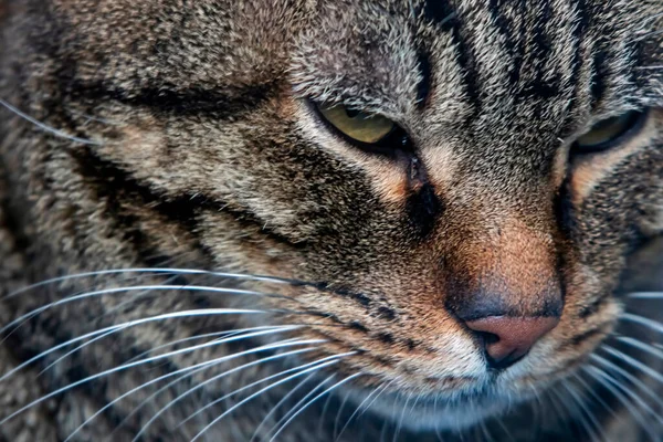 Close Retrato Gato Natureza — Fotografia de Stock