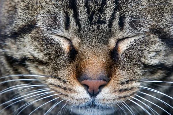 Close Retrato Gato Natureza — Fotografia de Stock