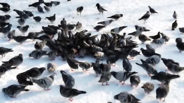 Palomas Invierno Nieve — Vídeos de Stock