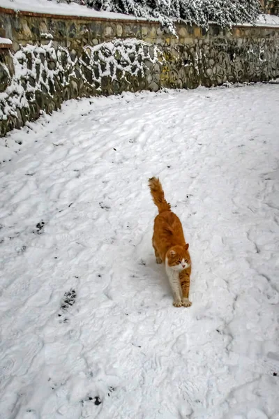 Koty Istambułu Sezonie Zimowym Śnieg — Zdjęcie stockowe