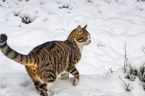 伊斯坦布尔的猫在冬季和雪地里 — 图库照片