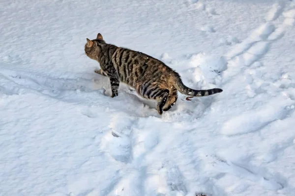 伊斯坦布尔的猫在冬季和雪地里 — 图库照片