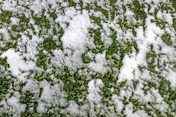 Neve Inverno Cumuli Neve Nella Natura — Foto Stock