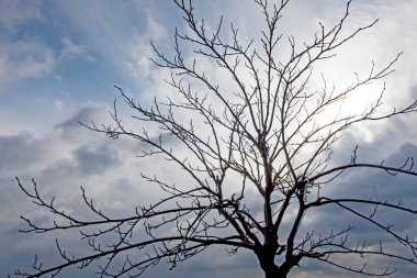 Kışın ağaç ve doğa.