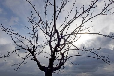 Kışın ağaç ve doğa.