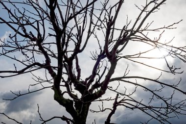 Kışın ağaç ve doğa.