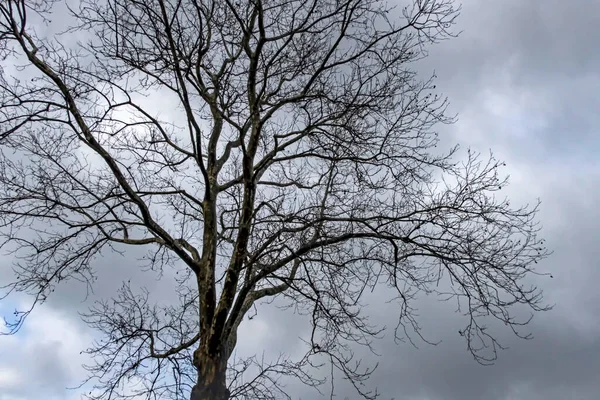 Baum Winter Und Natur — Stockfoto