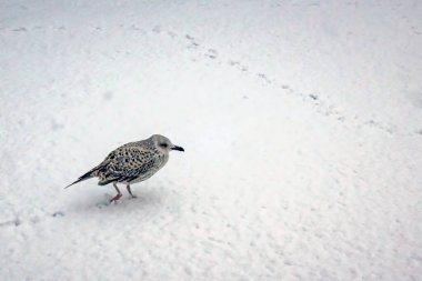 Kış mevsiminde kar üzerinde martı.