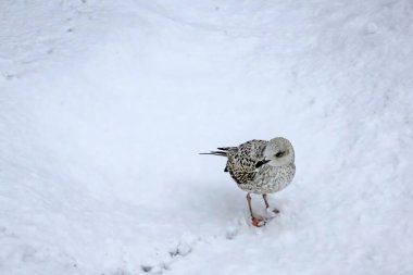 Kış mevsiminde kar üzerinde martı.