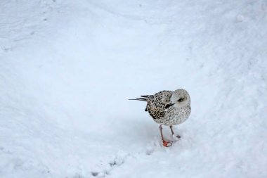 Kış mevsiminde kar üzerinde martı.