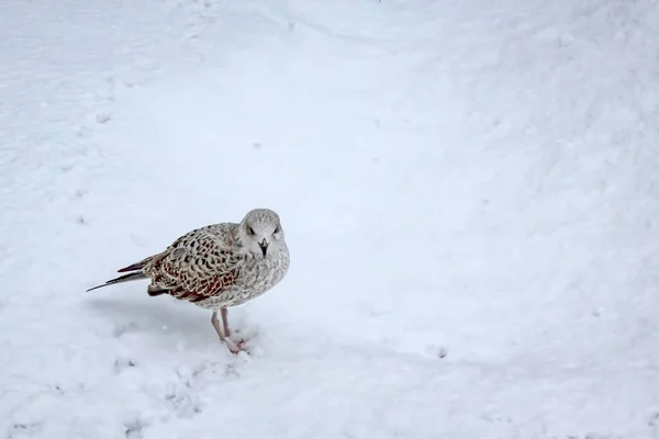 Fiskmås Snö Vintertid — Stockfoto