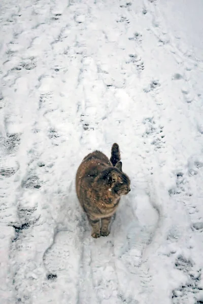 Кошки Природе Холодный Зимний День — стоковое фото