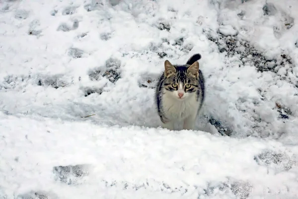 Gatos Naturaleza Frío Día Invierno — Foto de Stock