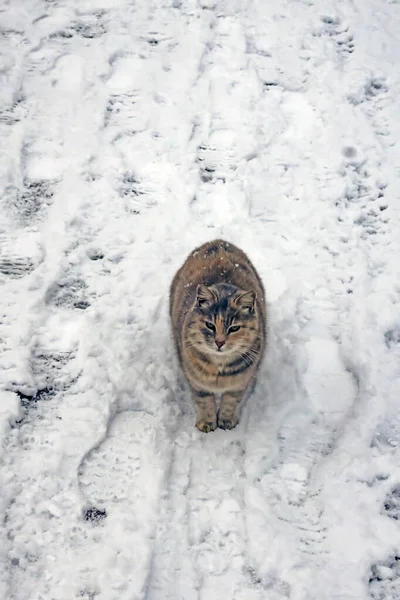 在寒冷的冬日里 大自然中的猫 — 图库照片