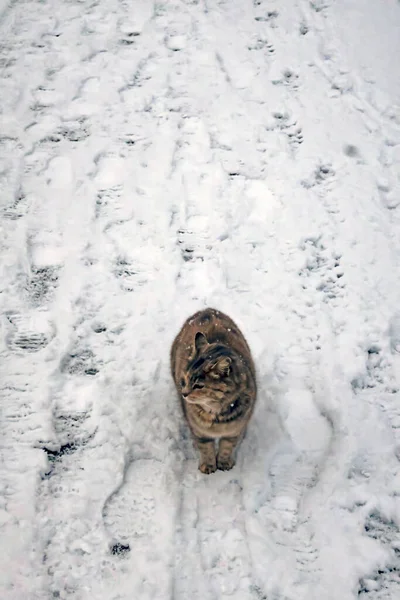 寒い冬の日に自然界の猫は — ストック写真