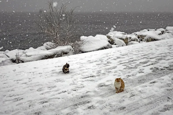 Katzen Der Natur Einem Kalten Wintertag — Stockfoto
