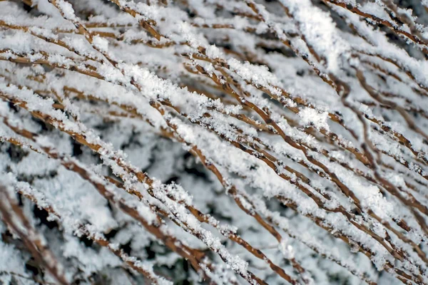 Bäume Winter Und Natur — Stockfoto