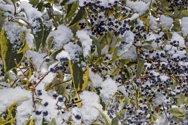 Alberi Nella Stagione Invernale Natura — Foto Stock