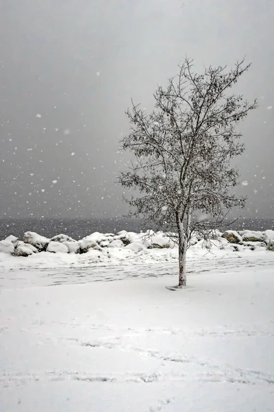 冬の雪景色と自然 — ストック写真