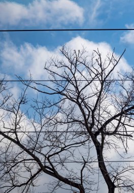 Kışın ağaçlar ve doğa